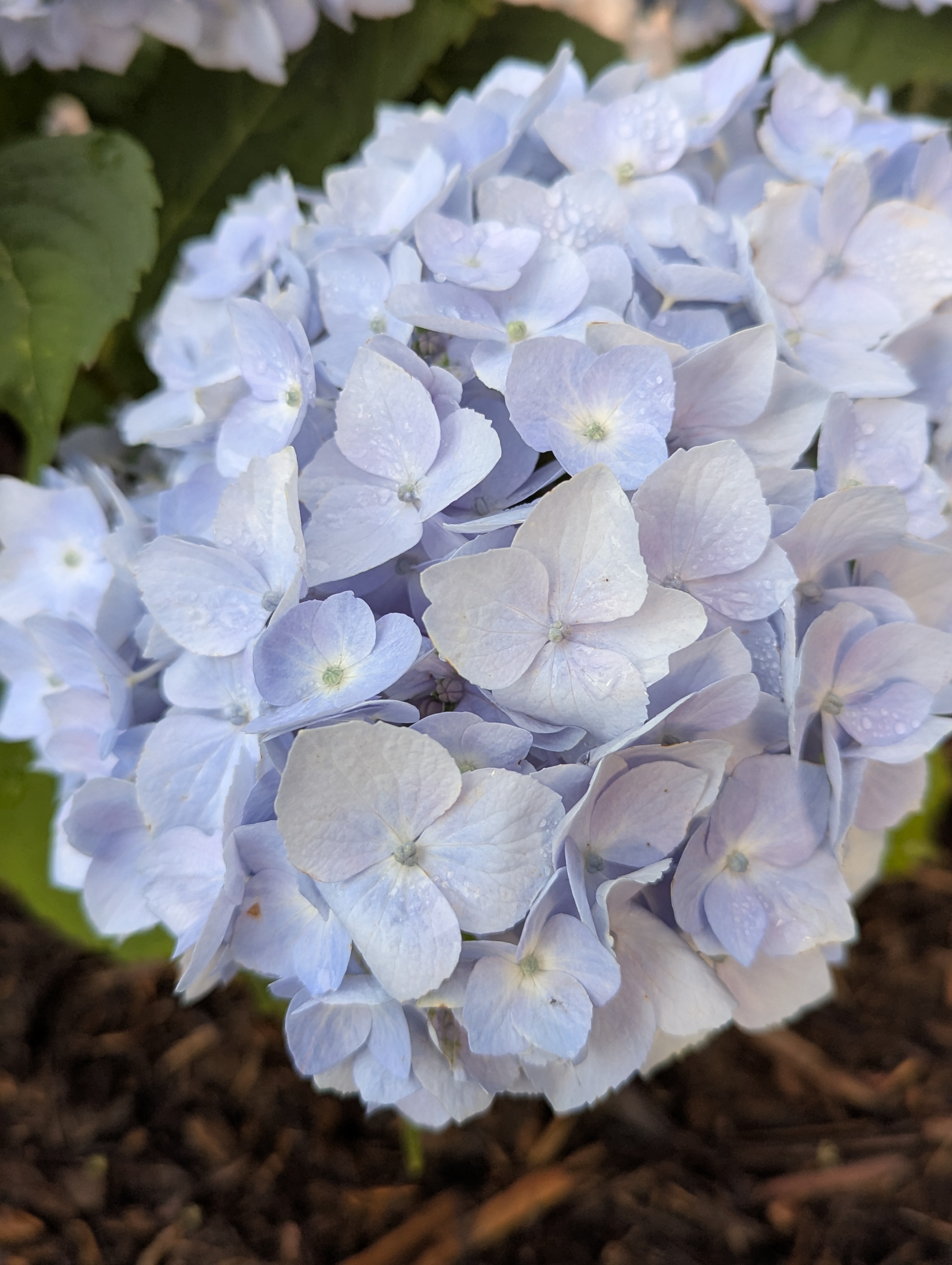 Garden, Morrison, Colorado